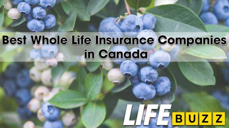 Is Whole Life Insurance Only for the Wealthy