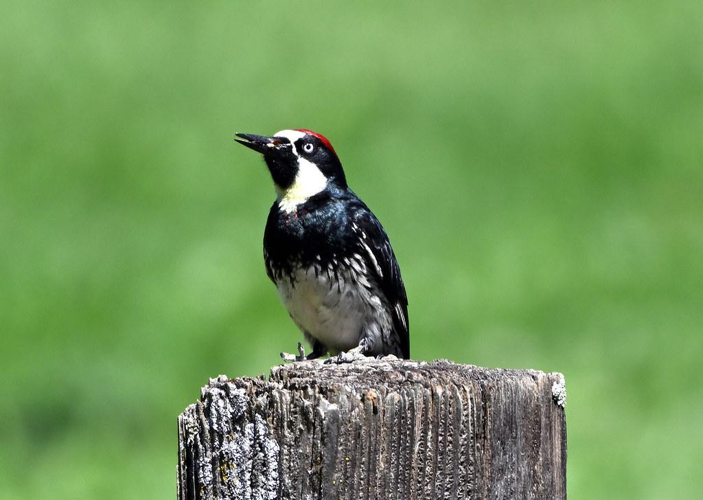 Mastering the Art of <a href=